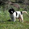Chiot Landseer Faun et Combo z laderova